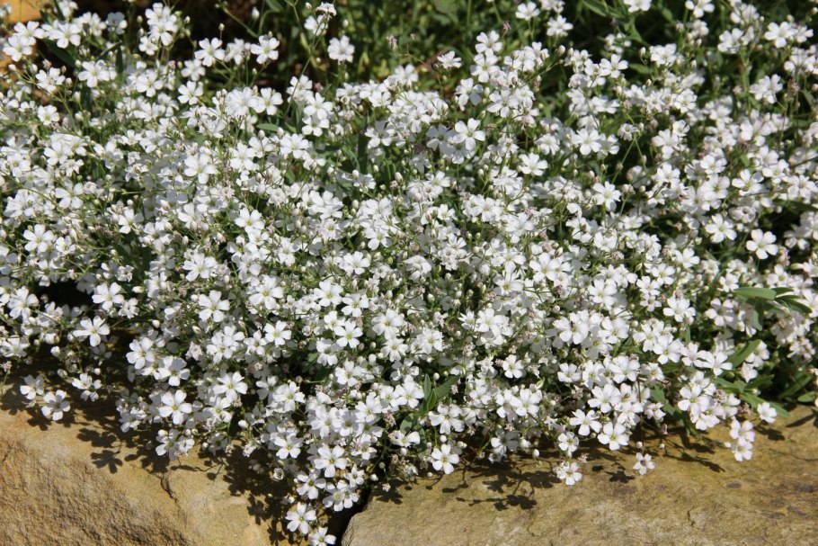 Гипсофила Gypsophila repens