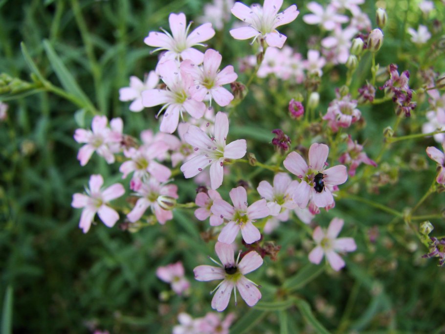 Гипсофила ползучая (Gypsophila repens)