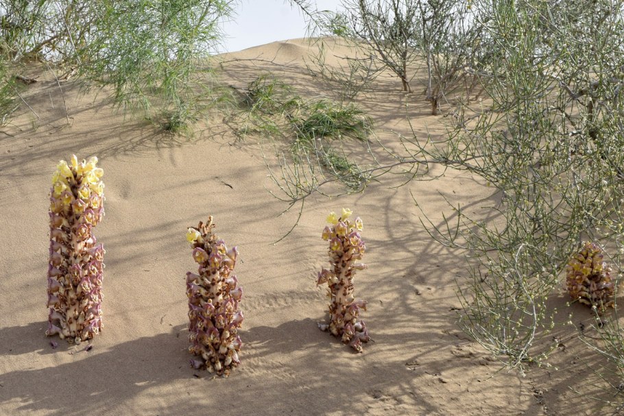 Каменный лук фото