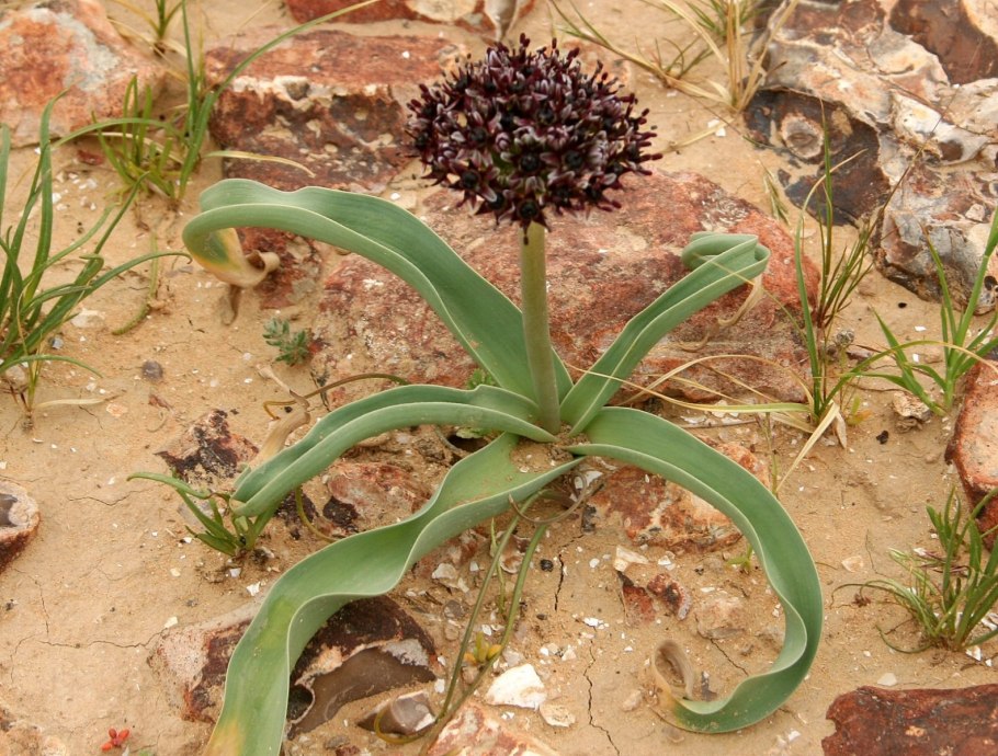 Gethyllis grandiflora