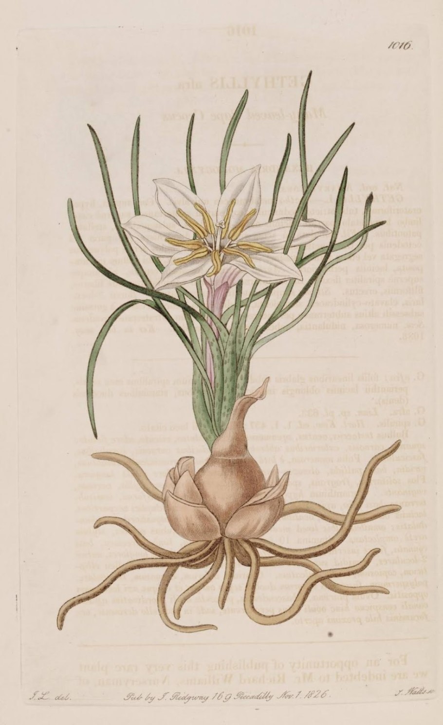 Лук слизун батун