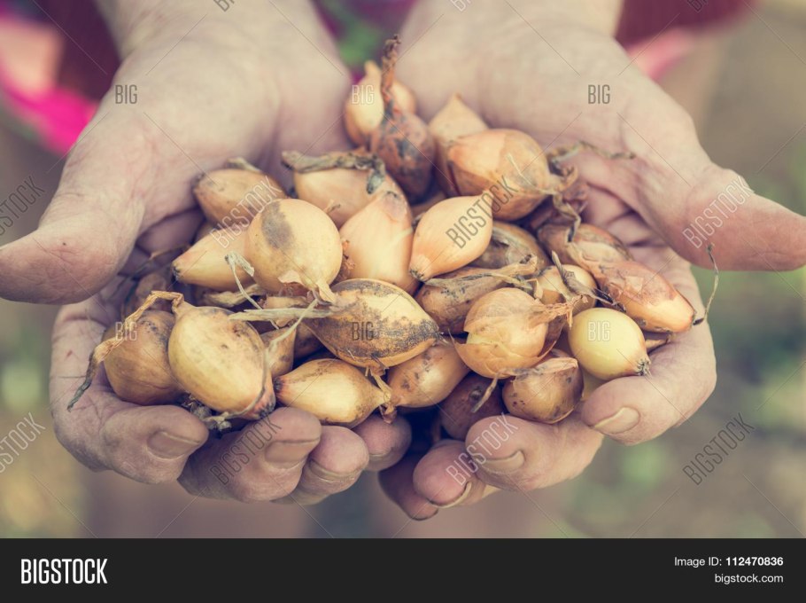 Многолетний лук батун