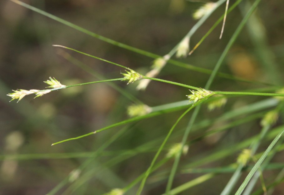 Осока дернистая