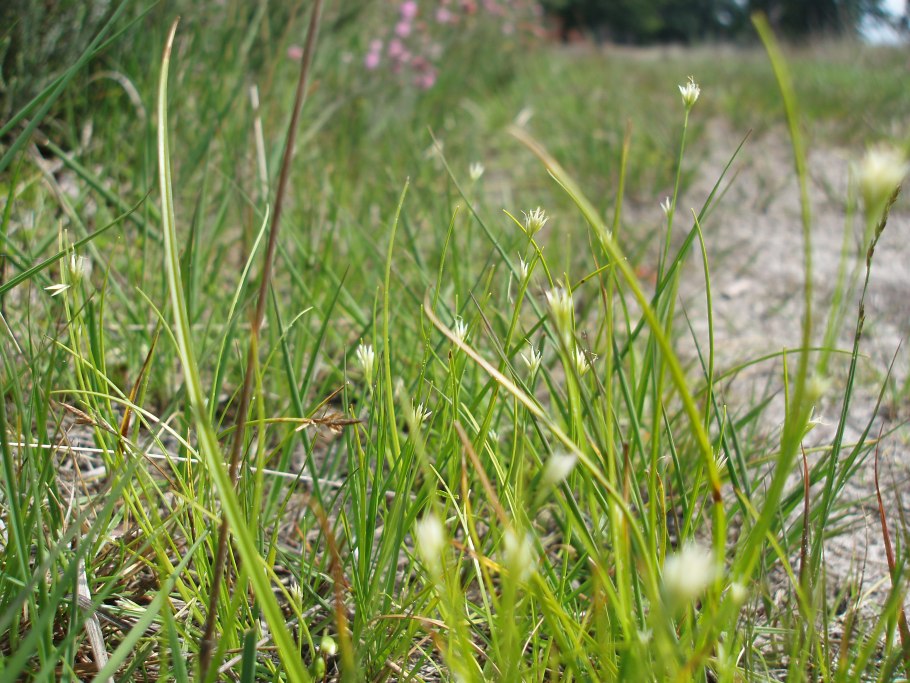 Осока колосистая