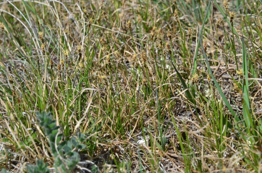 Осока толстостолбиковая (Carex pachystylis l.)