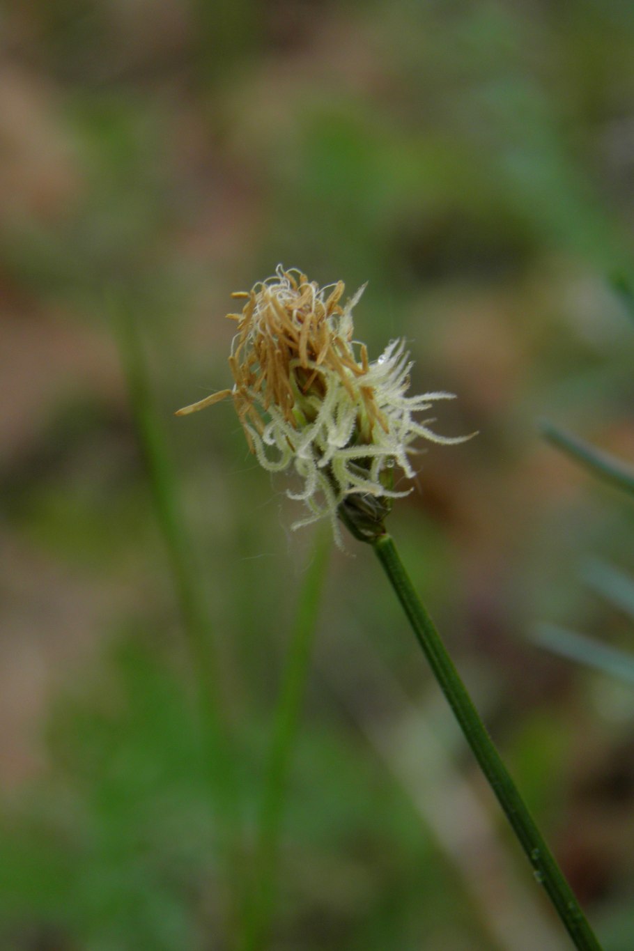 Осока притупленная – Carex obtusata