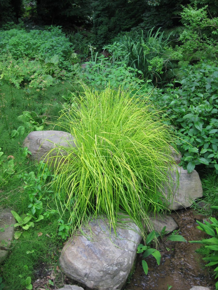 Осока короткостебельная