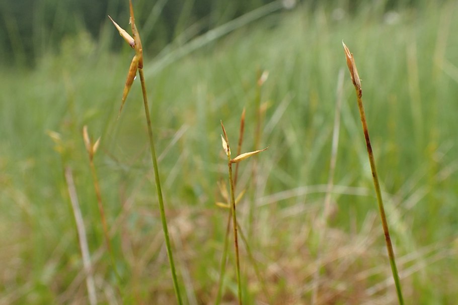 Cyperus hamulosus