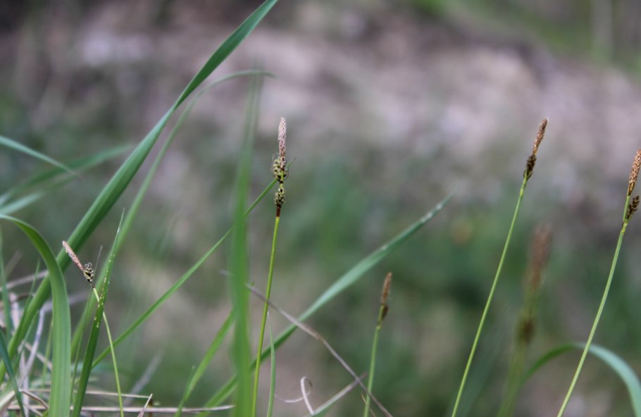 Carex obtusata
