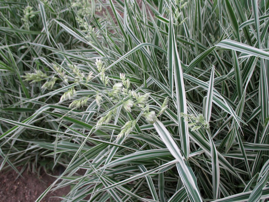 Carex leporina l. - Осока заячья