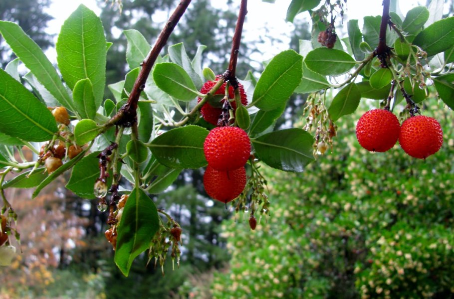 Клубничное дерево (Cornus capitata