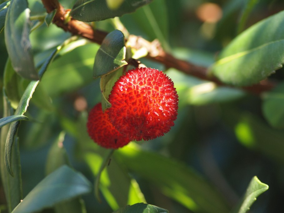 Земляничное дерево (Arbutus unedo compacta) p9