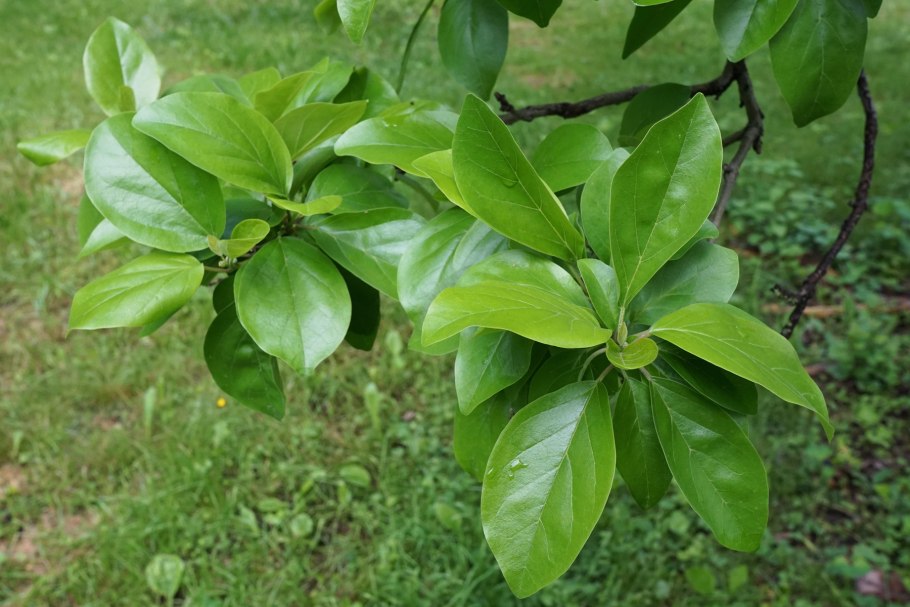 Кудрания клубничное