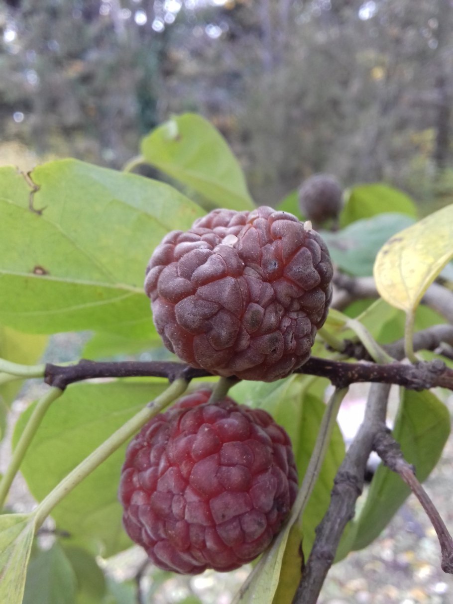 Малиновое клубничное дерево кудрания