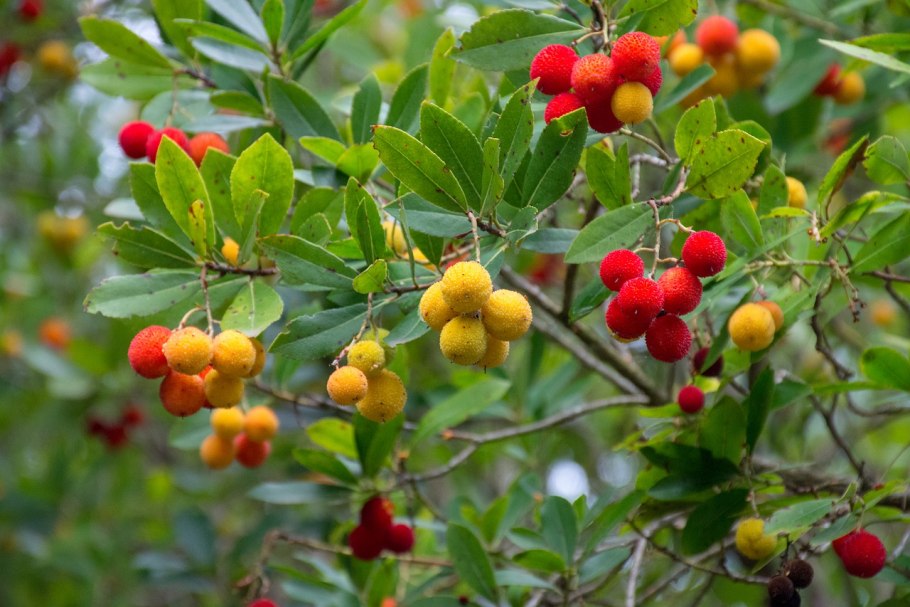 Земляничное дерево (Арбутус) (Arbutus unedo (Strawberry Tree) )