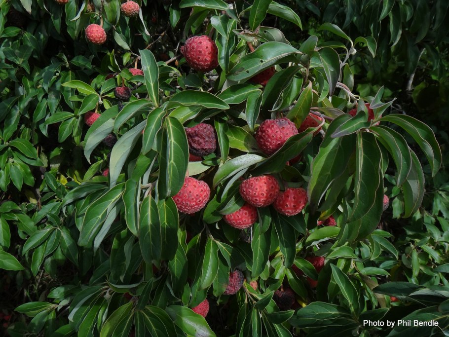 Arbutus unedo