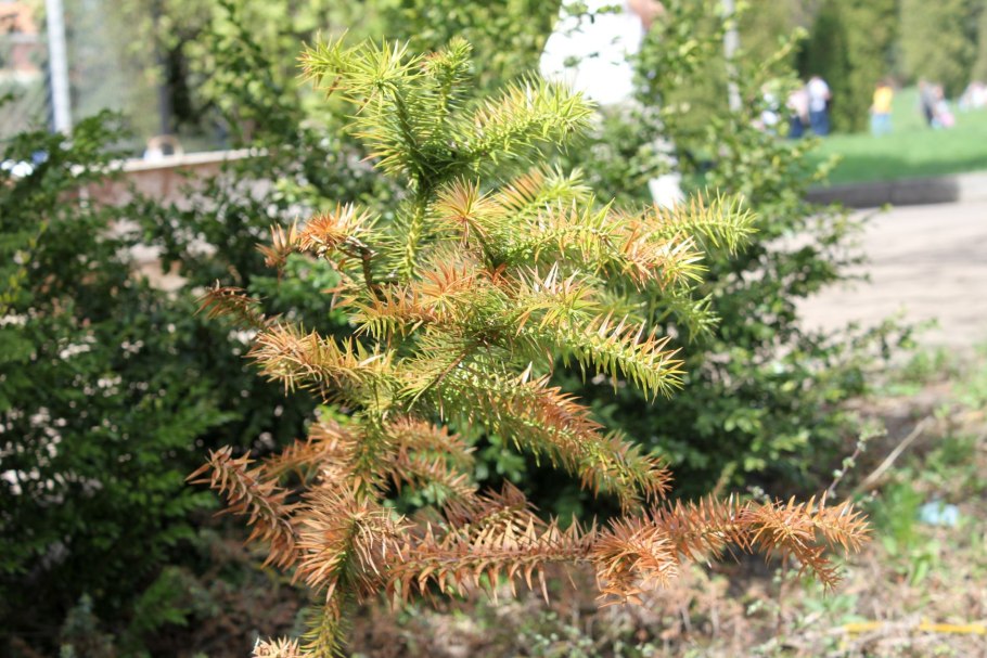 Cunninghamia lanceolata шишки