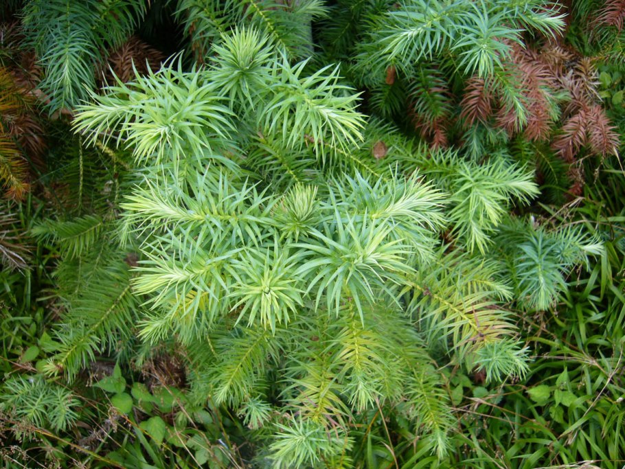 Cunninghamia lanceolata