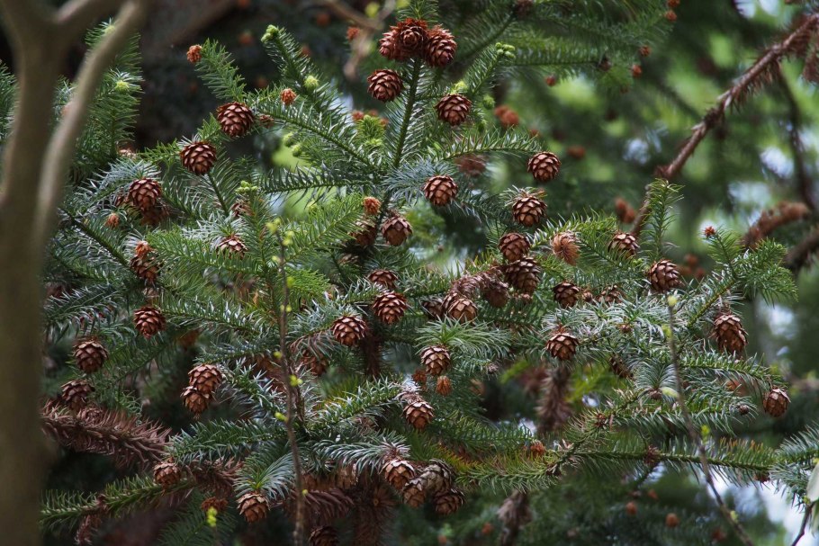 Cunninghamia lanceolata шишки
