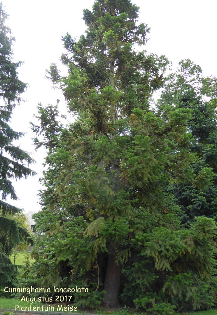 Cunninghamia konishii