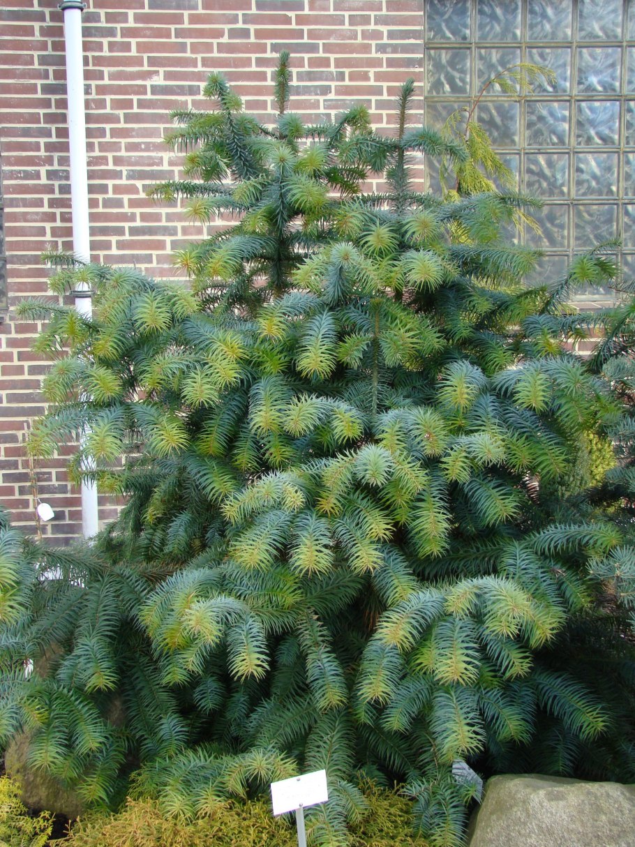 Куннингамия ланцетолистная 'glauca'