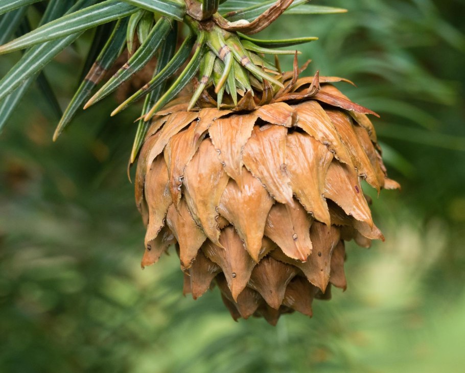 Cunninghamia lanceolata шишка