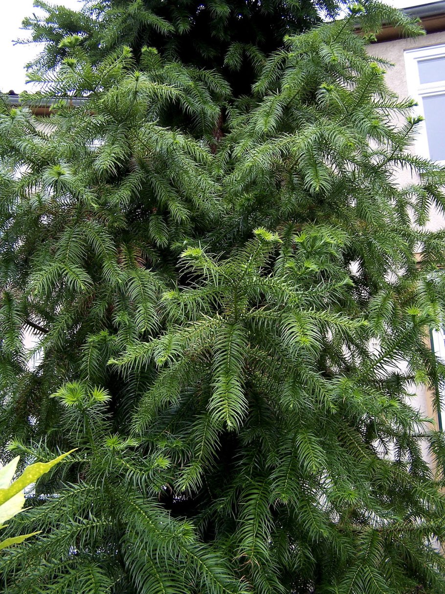 Куннингамия lanceolata