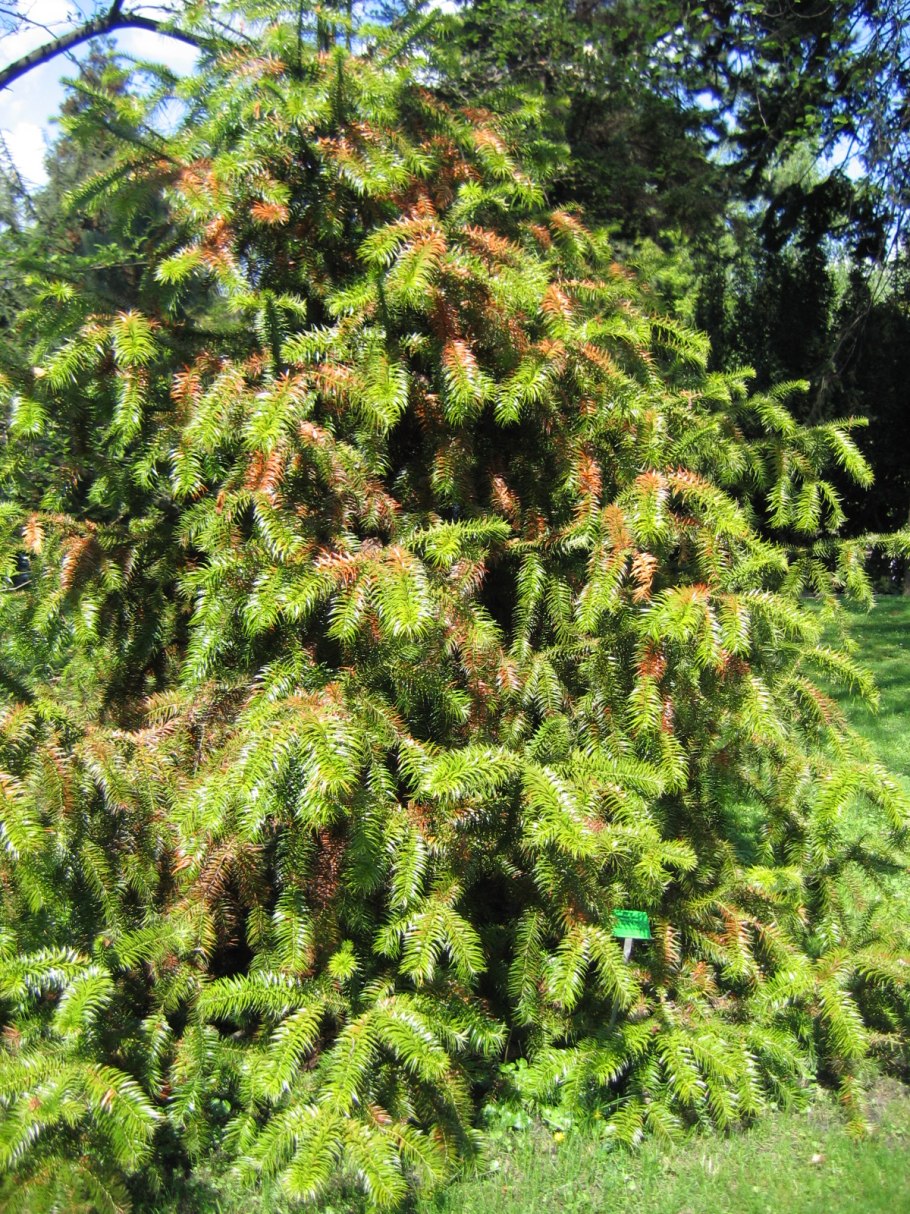 Cunninghamia konishii