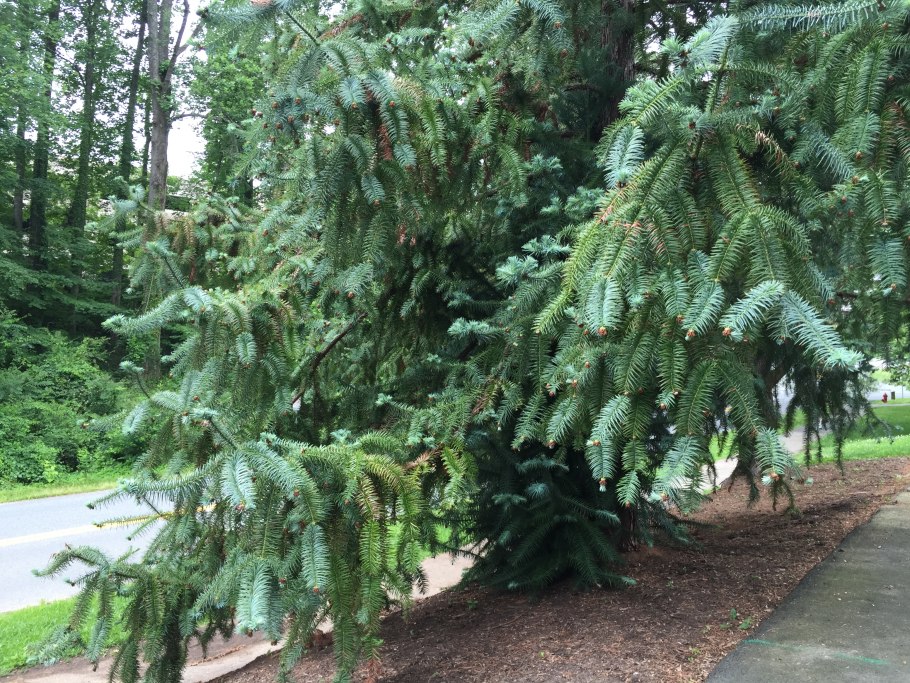 Chinese fir
