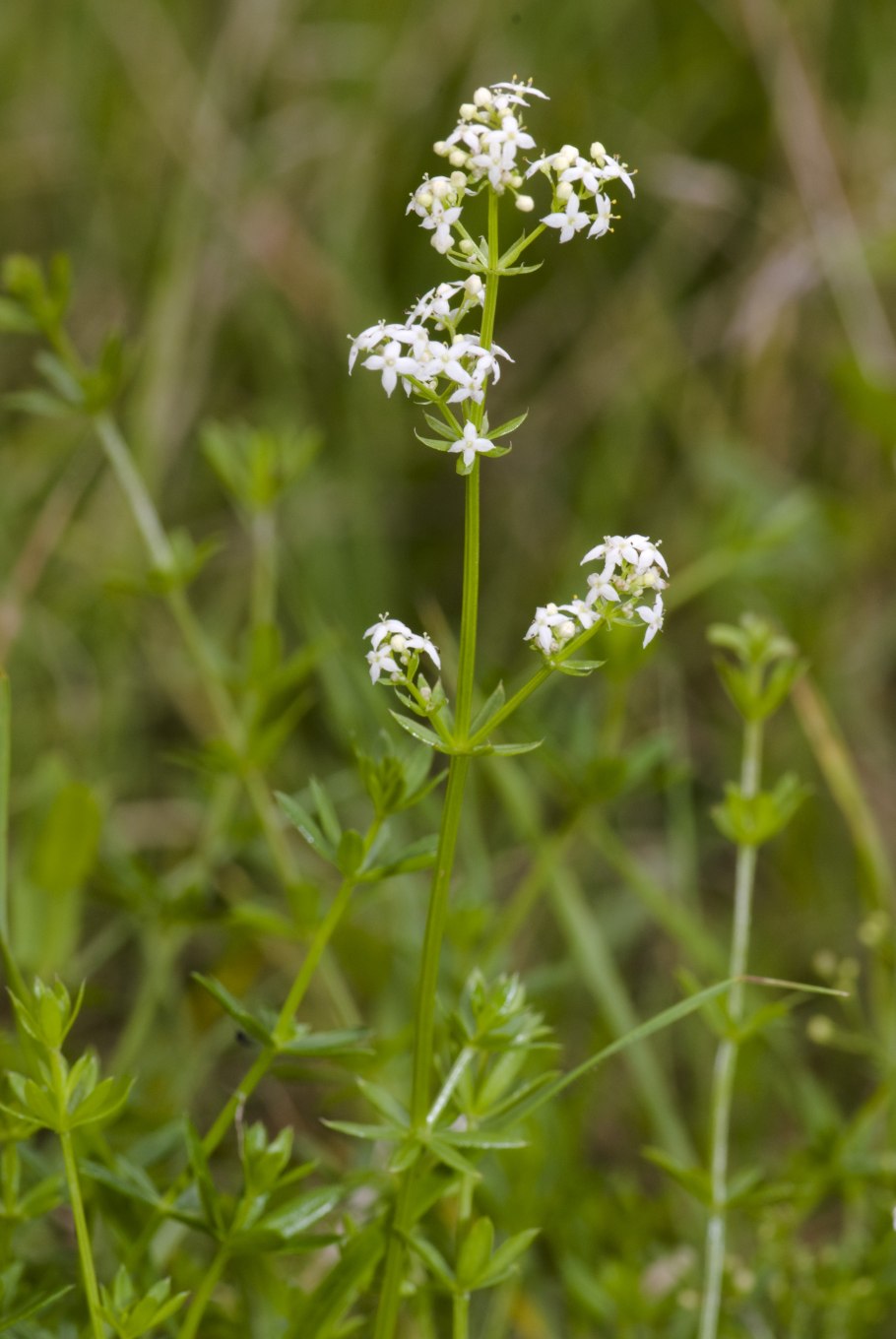 Подмаренник обыкновенный
