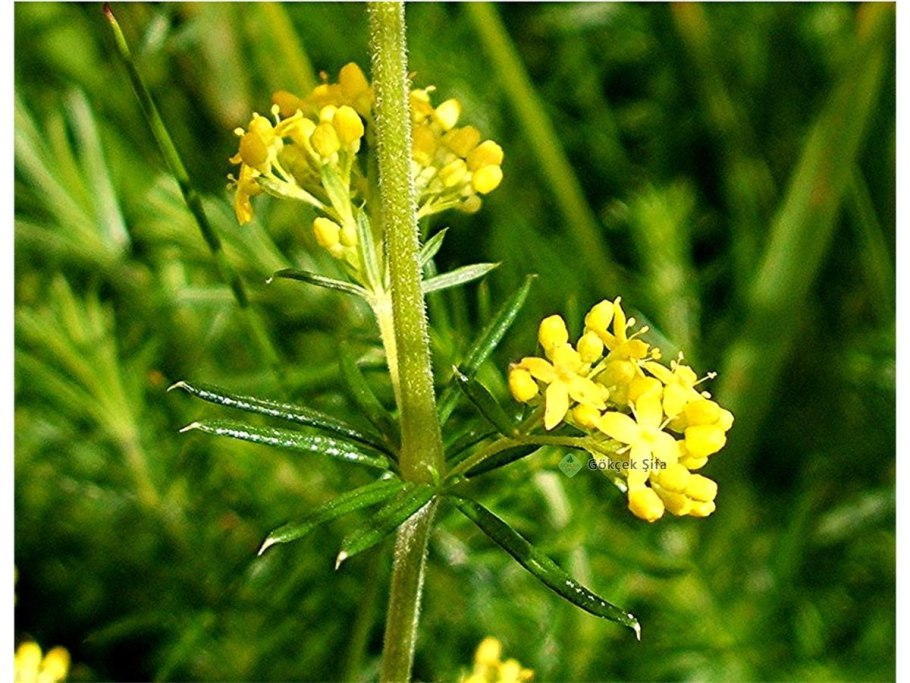 Galium rubioides подмаренник мареновидный