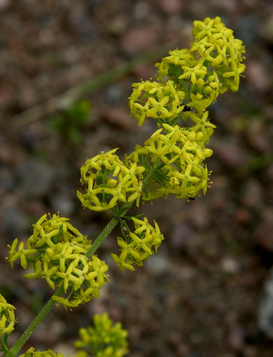 Подмаренник Южной Америки