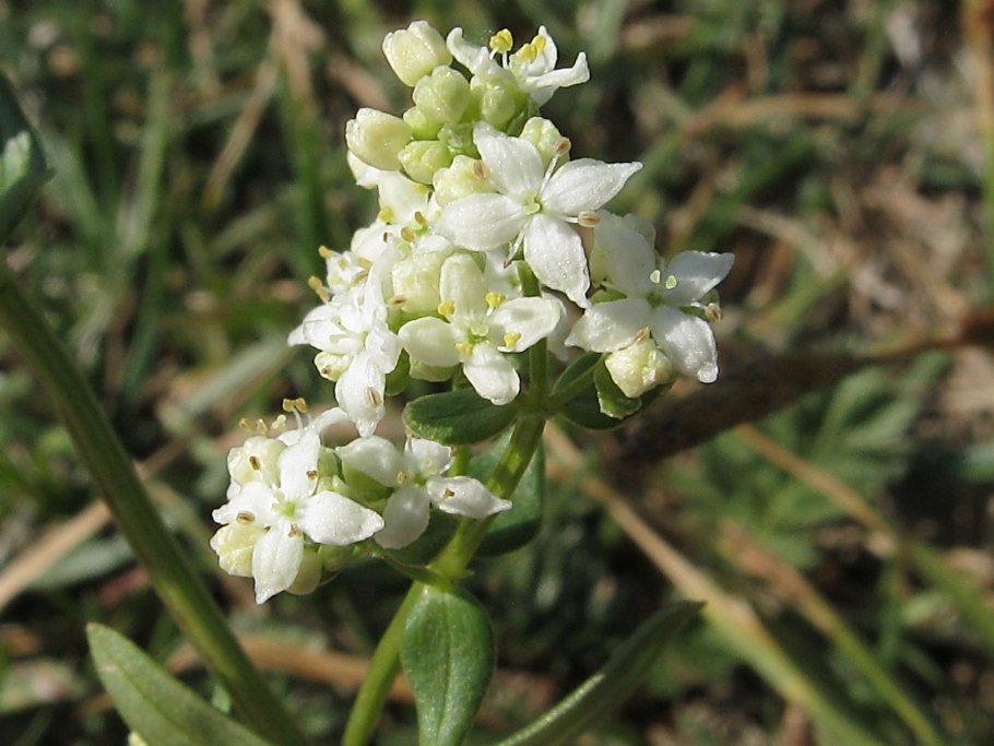 Подмаренник Крылова