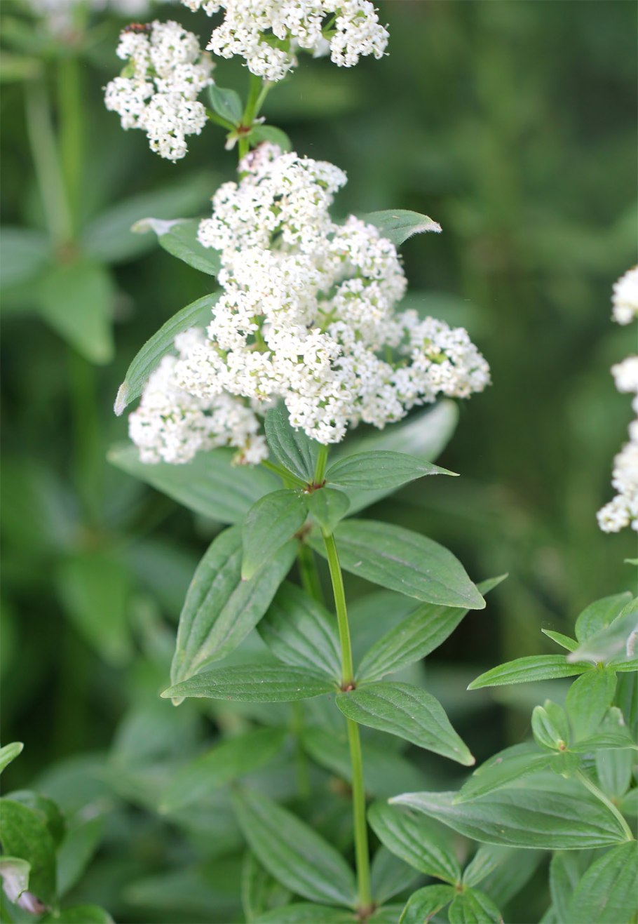 Galium rubioides подмаренник мареновидный