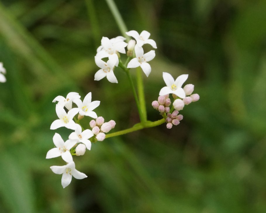 Подмаренник белый