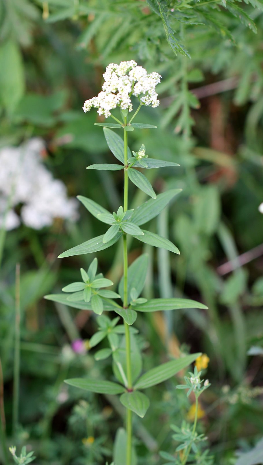Подмаренник (Галиум)