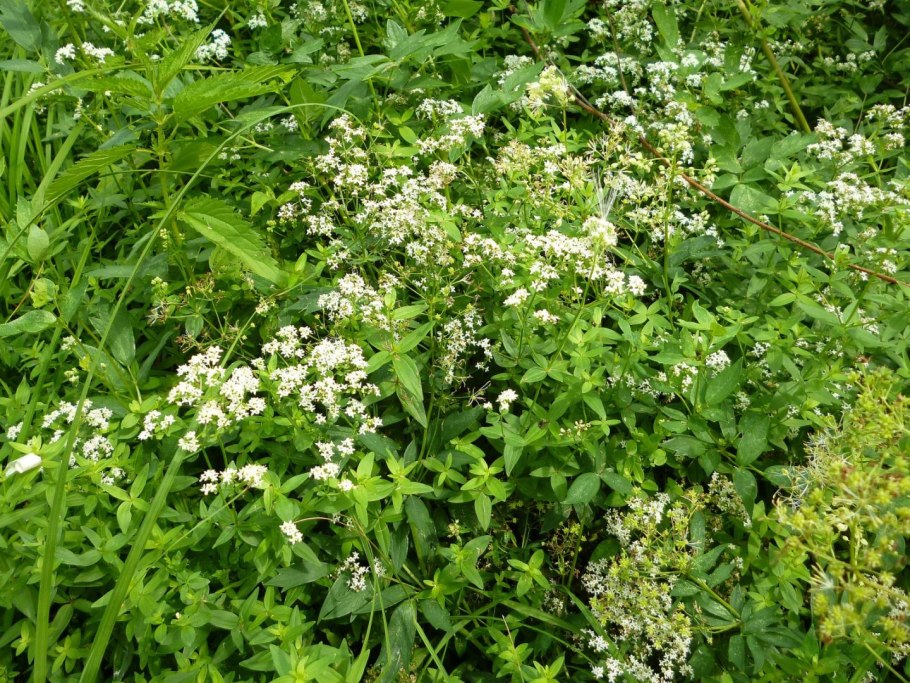 Подмаренник Крылова