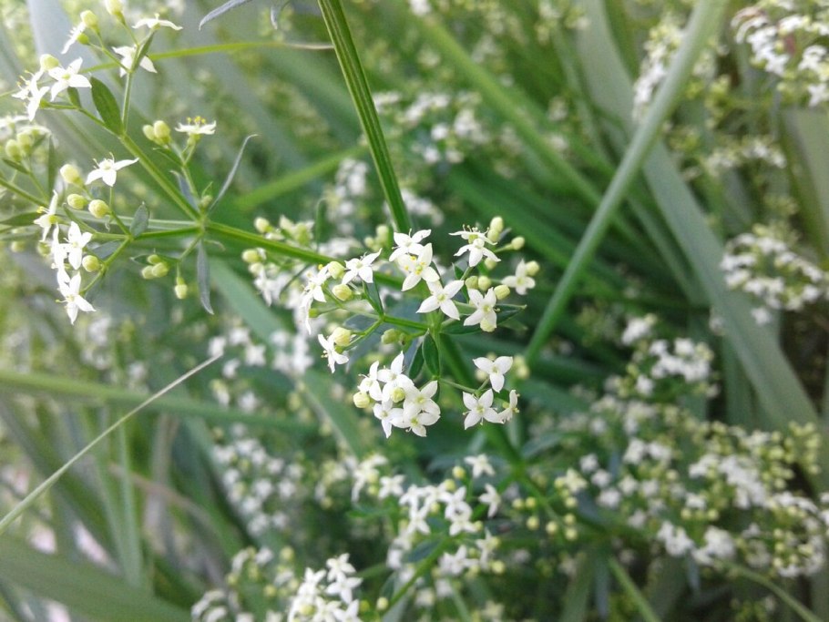 Подмаренник (Галиум)