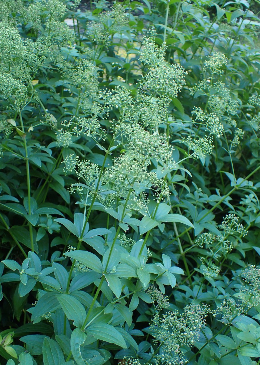 Подмаренник мареновидный фото