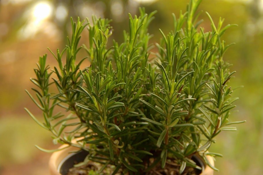 Розмарин лекарственный (Rosmarinus officinalis)