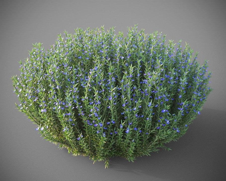 Розмарин лекарственный куст