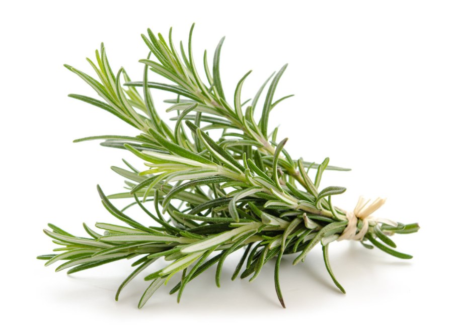 Rosmarinus officinalis