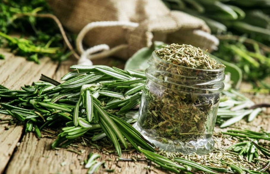 Розмарин кустарник