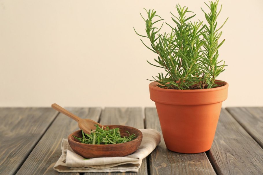 Розмарин лекарственный листья