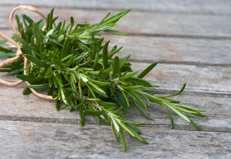 Розмарин цветок