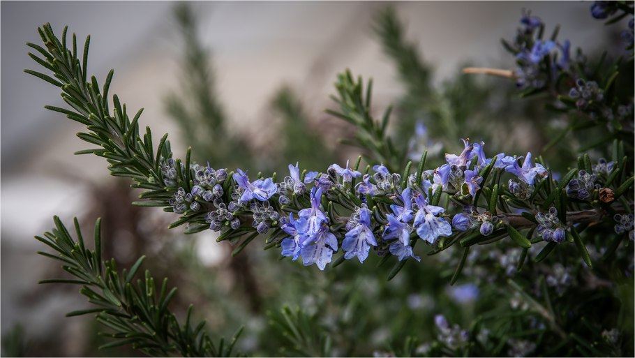 Розмарин приправа