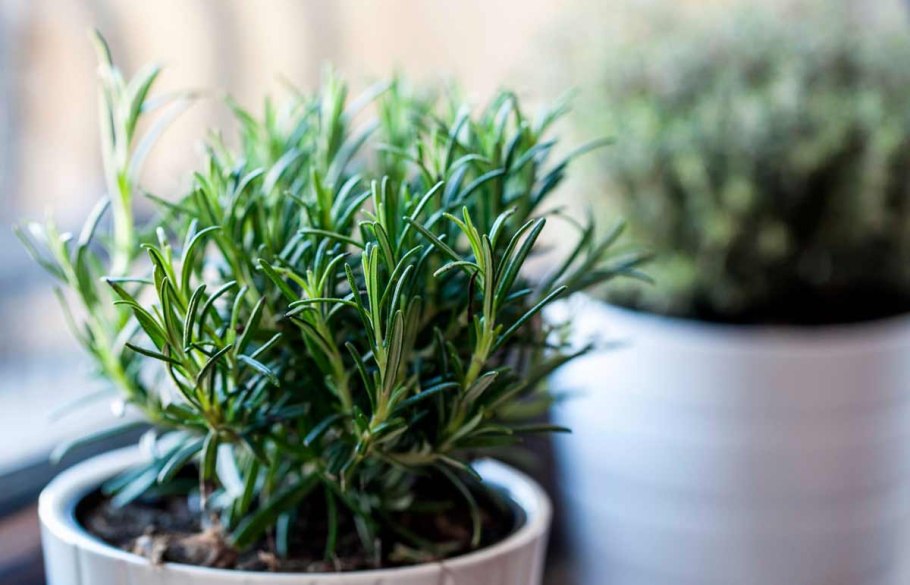 Эстрагон Тархун розмарин