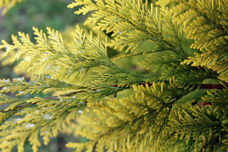 Pinus strobus хвоя