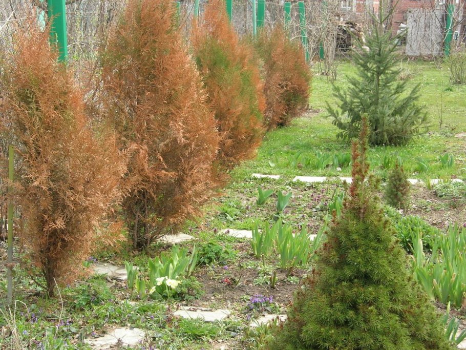 Можжевельник казацкий ржавчина