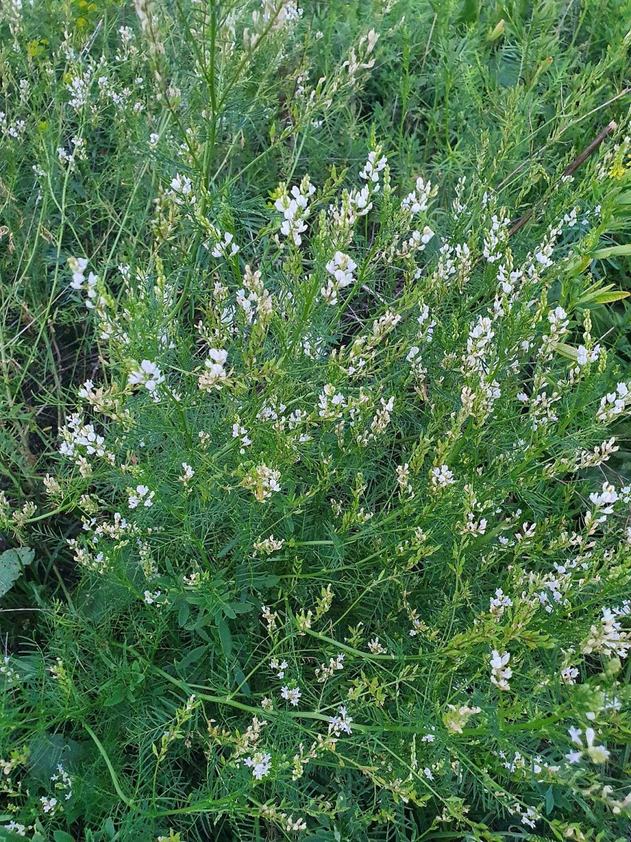 Астрагал нутовый, хлопунец